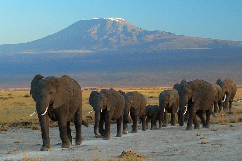 Готель Maasai Simba Camp Амбоселі Екстер'єр фото
