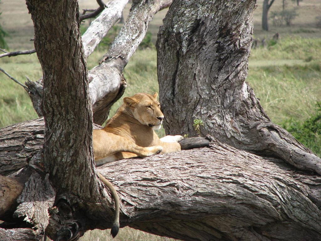 Готель Maasai Simba Camp Амбоселі Екстер'єр фото