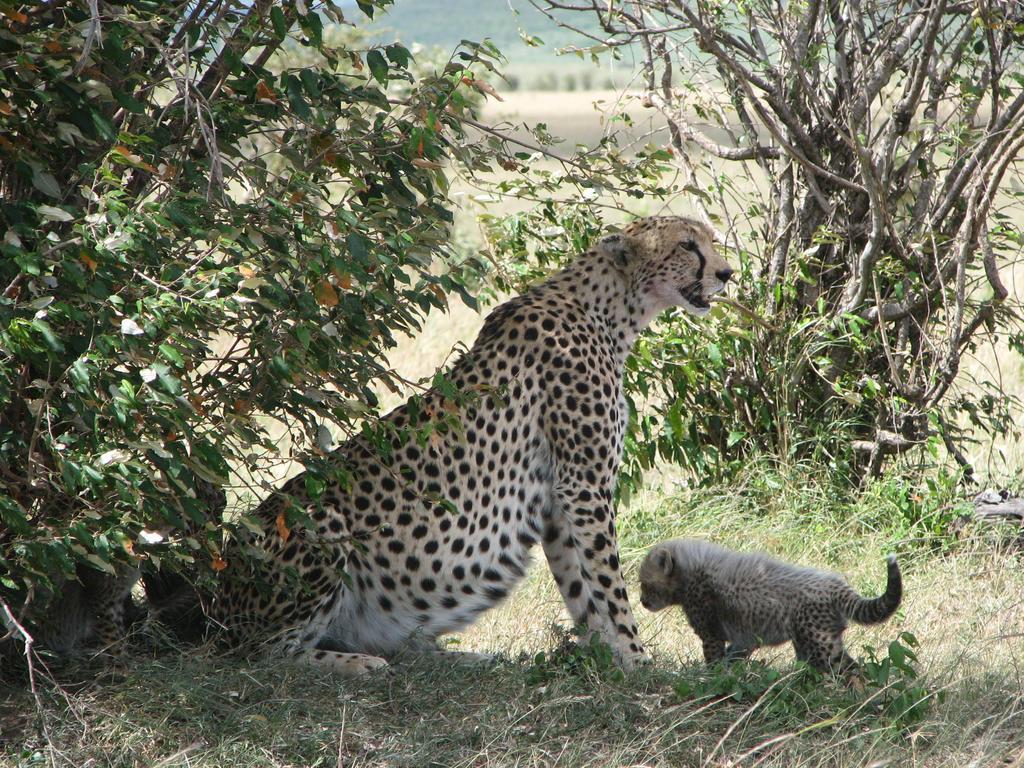 Готель Maasai Simba Camp Амбоселі Екстер'єр фото
